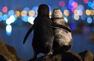 Pinguini-Melbourne-apertura-1-1080x701