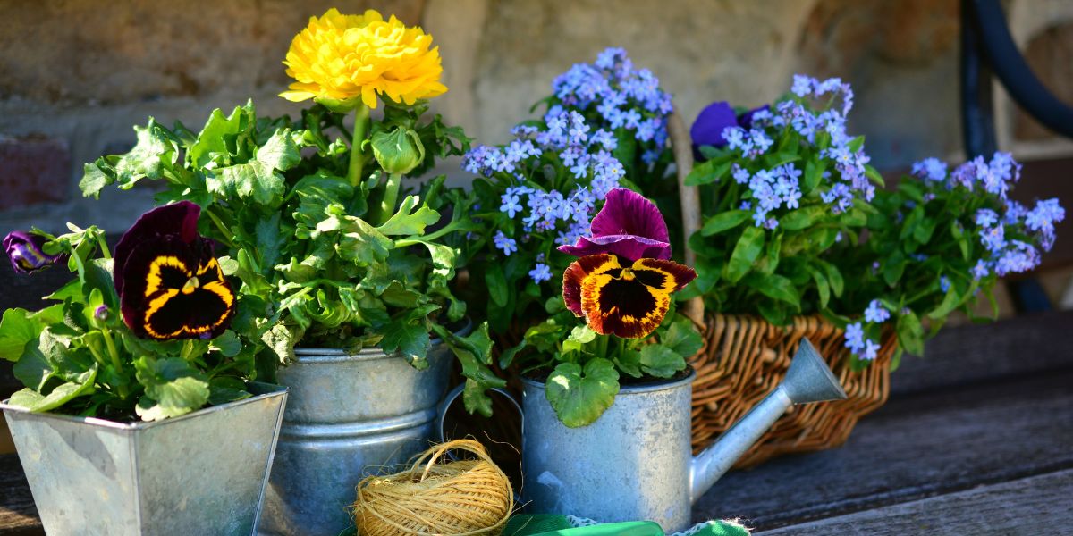 Piante e fiori possono essere idee regalo perfette per insegnanti